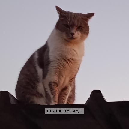 Photo 1/1 Pilou Chat perdu à Plesse