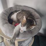 Photo de chat perdu à Cachan