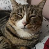 Photo de chat perdu à Aussonne