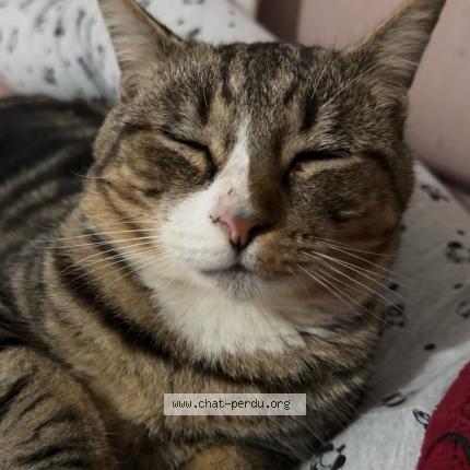 Photo 1/1 Seyna Chat perdu à Aussonne