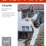 Photo de chat perdu à Thimeon