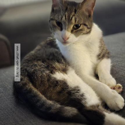 Photo 2/3 Charlie Chat perdu à Thimeon