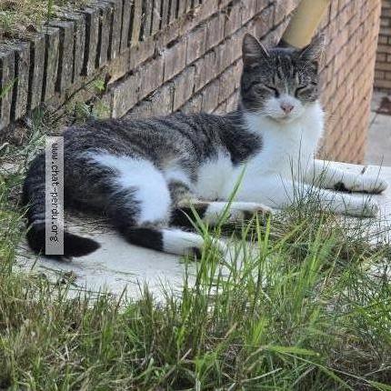 Photo 3/3 Charlie Chat perdu à Thimeon