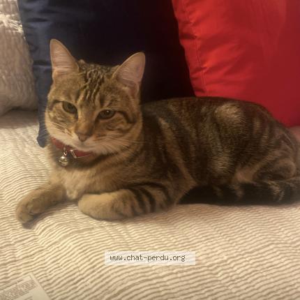 Photo 1/1 Aya Chat perdu à Limoges