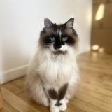 Photo de chat perdu à Nouatre