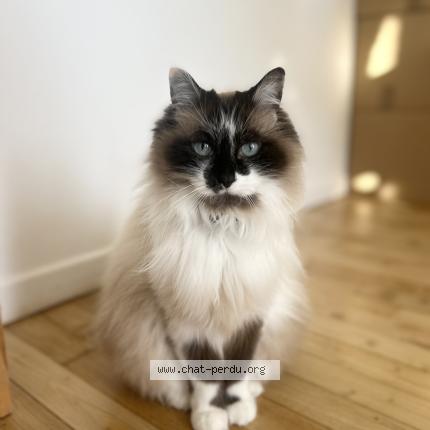 Photo 1/1 Naya Chat perdu à Nouatre