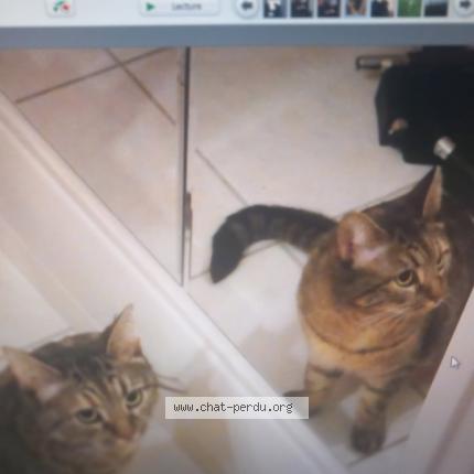 Photo 1/1 melody Chat perdu à Pont l abbe d arnoult