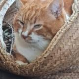 Photo de chat perdu à Velluire