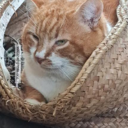 Photo 1/1 Hélène Kaeppelin Chat perdu à Velluire