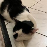 Photo de chat perdu à Maisons Alfort