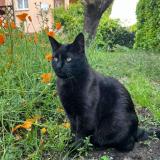 Photo de chat perdu à Beaupuy