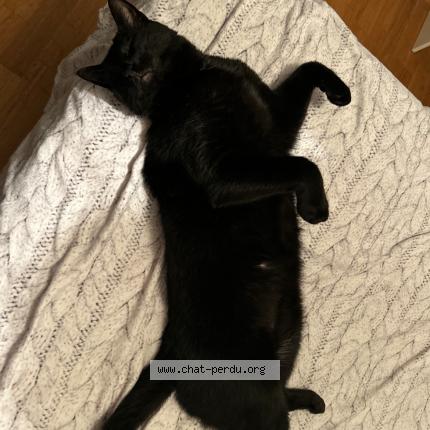 Photo 2/2 Minou Chat perdu à Beaupuy