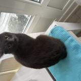 Photo de chat trouvé à Vitry Sur Seine