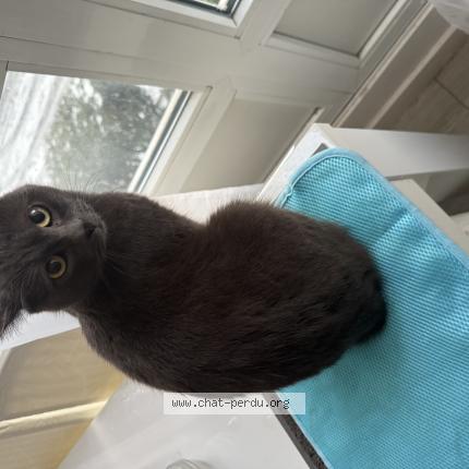 Photo 1/1 Chat trouvé Trouvé à Vitry sur seine