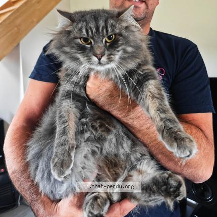 Photo 1/1 Balou Chat perdu à Hulsonniaux