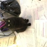 Photo de chat perdu à Garons