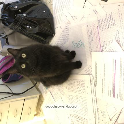 Photo 1/1 Happy Chat perdu à Garons