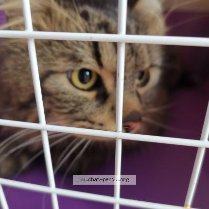 Photo 1/1 Chat trouvé Trouvé à 1090 jette