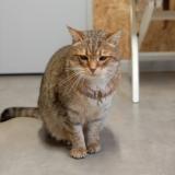 Photo de chat trouvé à Le Porge