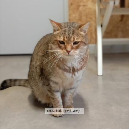 Photo 1/1 Chat trouvé Trouvé à Le porge