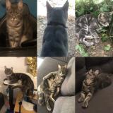 Photo de chat perdu à Les Pavillons Sous Bois