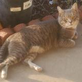 Photo de chat trouvé à Phienix