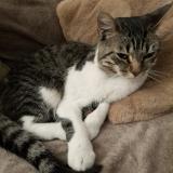 Photo de chat perdu à Stains