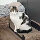 Photo de chat perdu à Paris