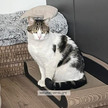 Photo 1/1 Bihan Chat perdu à Paris