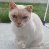 Photo de chat perdu à Croix Chapeau