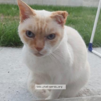 Photo 1/1 Chat retrouvé Perdu à Croix chapeau