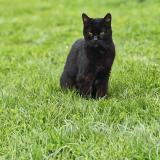 Photo de chat perdu à Chailly En Biere