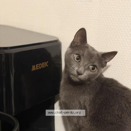 Photo 1/1 Kitty Chat perdu à Alfortville