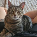 Photo de chat perdu à Claremore