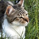 Photo de chat perdu à Bourg Les Valence