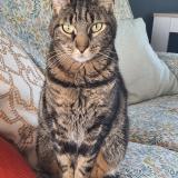 Photo de chat perdu à Reze