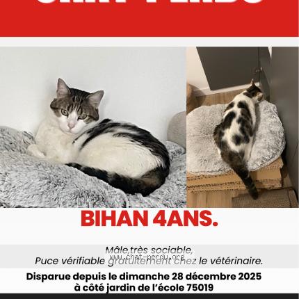 Photo 1/1 Bihan Chat perdu à Paris