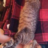 Photo de chat perdu à Mcallen