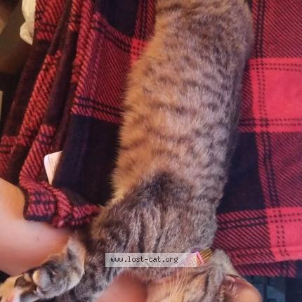 Photo 1/1 Reilly Chat perdu à Mcallen