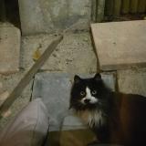 Photo de chat trouvé à Aoste