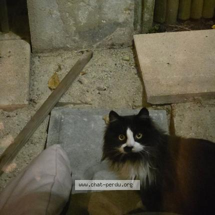 Photo 1/1 Chat trouvé Trouvé à Aoste