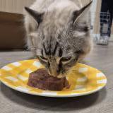 Photo de chat trouvé à Lyon