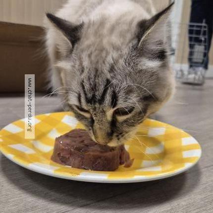 Photo 1/1 Chat trouvé Trouvé à Lyon