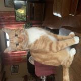 Photo de chat perdu à Bordeaux