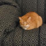 Photo de chat perdu à Loudeac