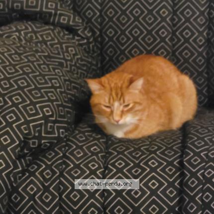 Photo 1/1 Chat retrouvé Perdu à Loudeac