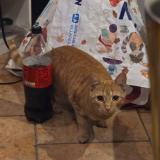 Photo de chat perdu à Deuil La Barre