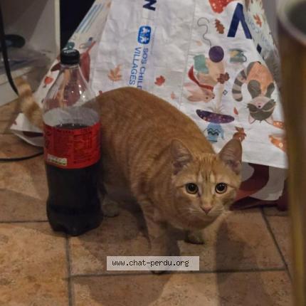 Photo 1/1 Kador Chat perdu à Deuil la barre