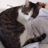 Photo de chat perdu à Givry