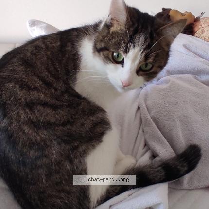 Photo 1/1 Napoléon Chat perdu à Givry